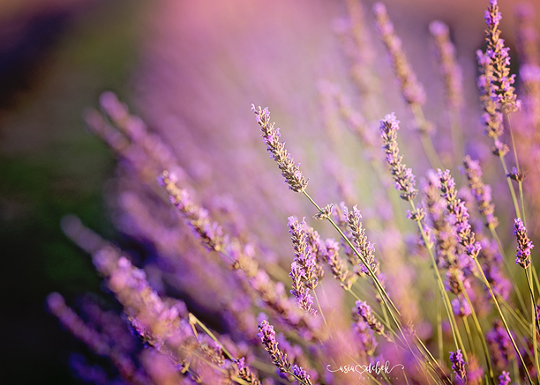 sesja w lawendzie Police Szczecin sesja lawenda