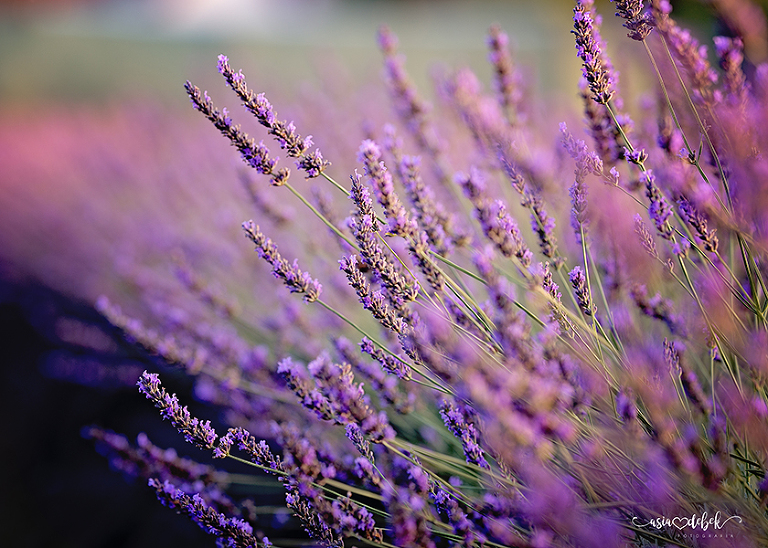 sesja w lawendzie Police Szczecin sesja lawenda