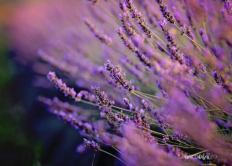 sesja w lawendzie Police Szczecin sesja lawenda
