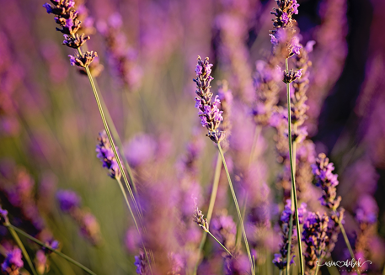 sesja w lawendzie Police Szczecin sesja lawenda